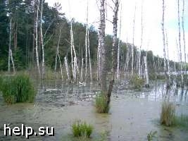 Росприроднадзор встал на защиту Камско-Бакалдинских болот