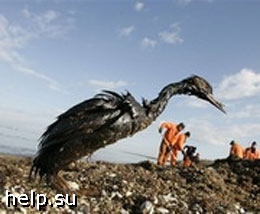 Экологи призывают жителей Кубани к помощи диким птицам