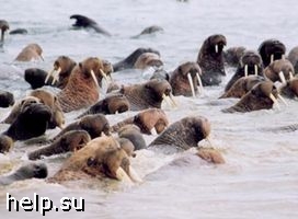 Авиация угрожает популяции моржей на Чукотке